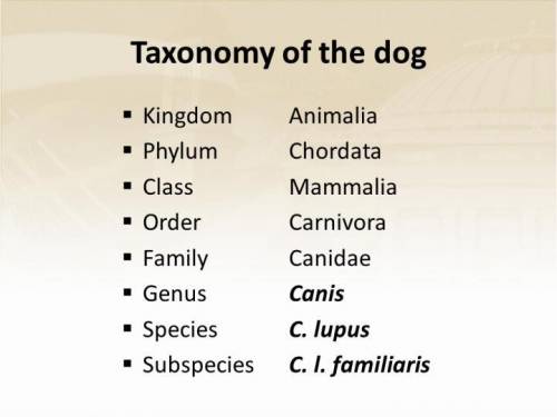 What would a classified table for a domestic dog look like?