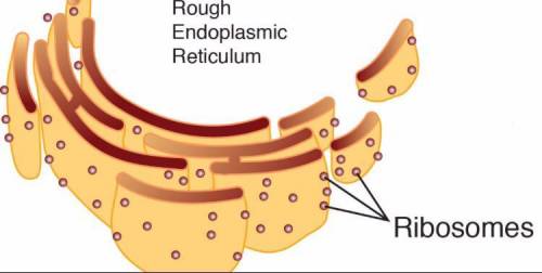 What are scattered over like pepper over the endoplasmic reticulum