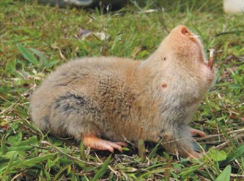 The mammal pictured below is a silvery mole rat. which statement is an inference based on the pictur