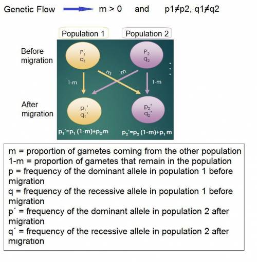 A recessive allele for blue eyes (b) has a frequency of .3 in population 1 and a frequency of .15 in