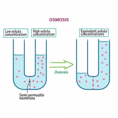 Osmosis is the movement of  across a membrane.

a) foodb) energy c) oxygend) water​