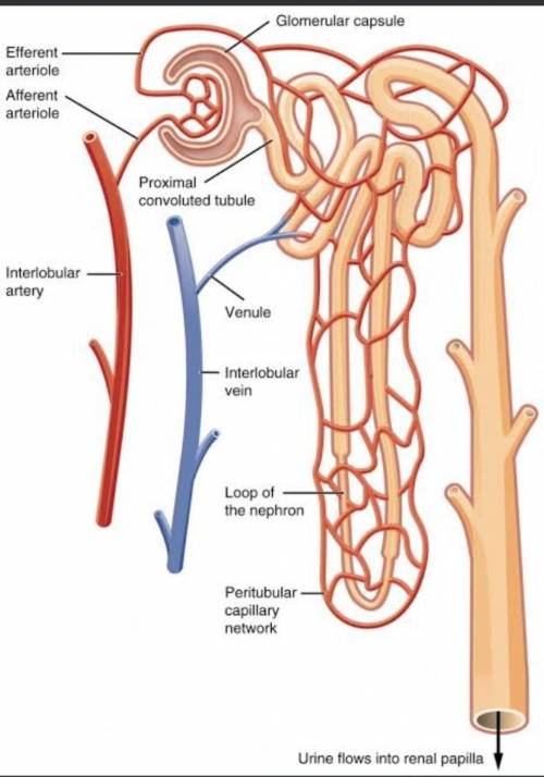 The nephron loops of the juxtamedullary nephrons are surrounded by a looping, ladder-like blood vess