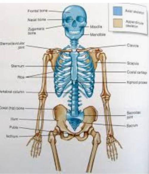 Check all the bones in the axial skeleton:

- Mandible
-Carpus
-Parietal
-Ulna
-Coccyx
-Sternum
- Cl