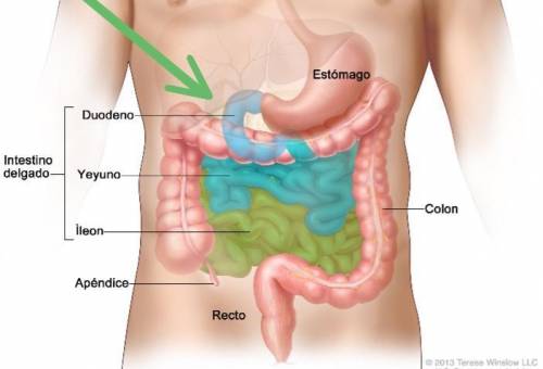 Lipid (fat) breakdown begins in the
a. stomach
b. ileum
c. jejunum
d. duodenum