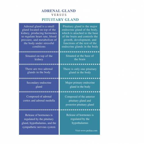 Difference between adrenal glands and pineal glands in two points