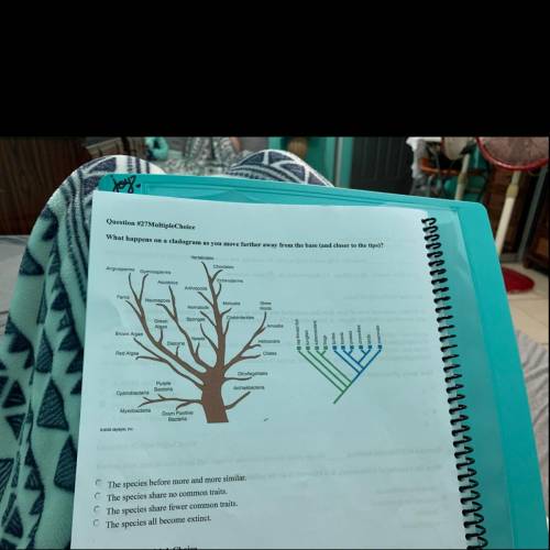 What happens on a cladogram as you move farther away from the base and closer to the tips