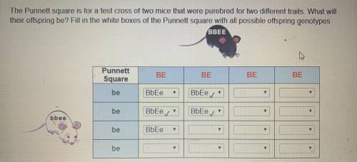 The Punnett square is for a test cross of two mice that were purebred for two different traits. What