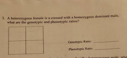 3. A heterozygous female is a crossed with a homozygous dominant male,what are the genotypic and phe