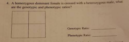 4. A homozygous dominant female is crossed with a heterozygous male, whatare the genotypic and pheno