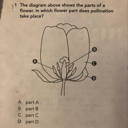 The diagram above shows the parts of a flower. In which flower part does pollination take place?