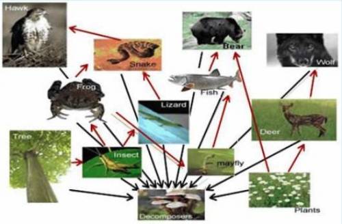 What trophic level does the lizard fill in the food web? Select one: a. Producer b. Decomposer c. Pr
