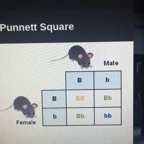 Determine the phenotypes of the offspring shown in the Punnett square. BB: Bb: bb: