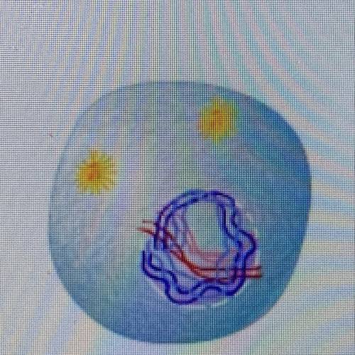 Which phase of cell division is shown? prophase Anaphase  Metaphase  telophase