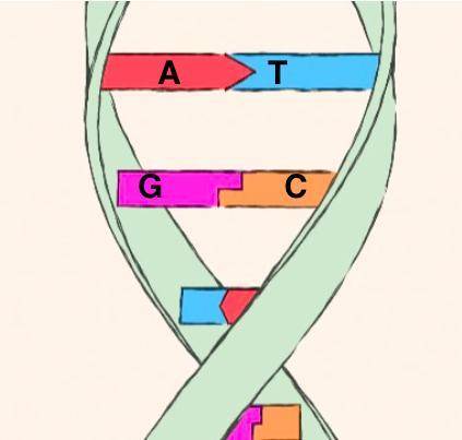 Based on the DNA strand shown here, what is the contemporary: 5'-ACTGACATG-3' *