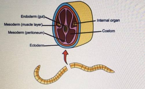 Which part is a fluid cavity of the earthworm that gives it a hydrostatic skeleton? A) gut  B) coelo