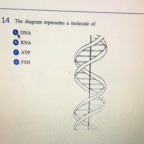 The diagram represents a molecule of A:DNA B:RNA C:ATP D:FSH