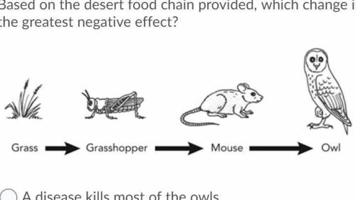 Based on the desert food chain provided, which change in the ecosystem would have the greatest negat