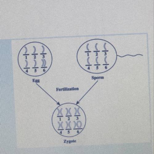The chromosomal mutation in the zygote can be traced back to which of the following? Chromosome 3 in