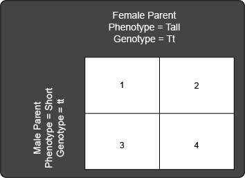 A tall pea plant (Tt) is crossbred with a short pea plant (tt). The following Punnett square shows t