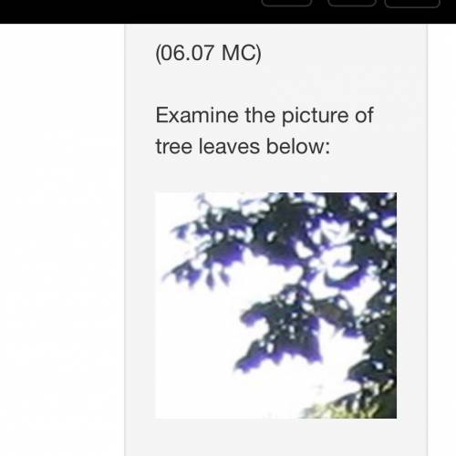 Which description best explains the distortion of color at the bottom of the leaves in the image? Di