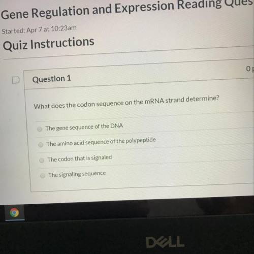 What does the codon sequence on the mRNA stand determine?