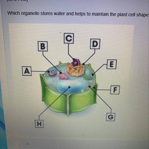Which organelle stores water and helps to maintain the plant cell shape?