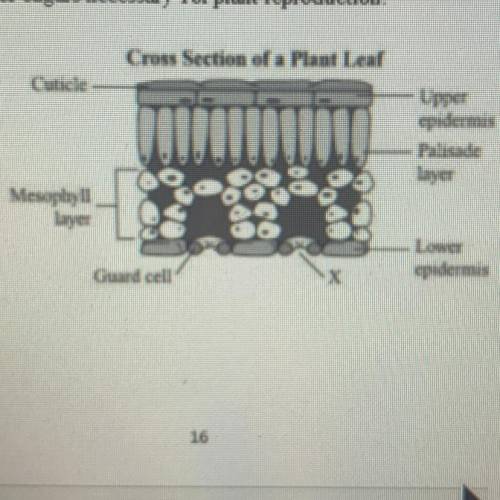10. The diagram below shows a cross section of a plant leaf. How does the structure contribute to th