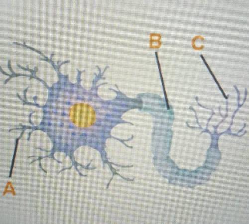 What is the función of the labeled structures?(it's a neuron)