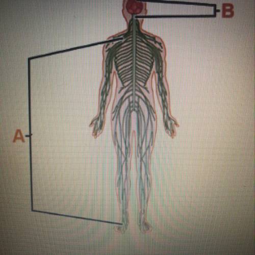 Use the diagram to identify the parts of the nervous system Label A is pointing to the nervous syste