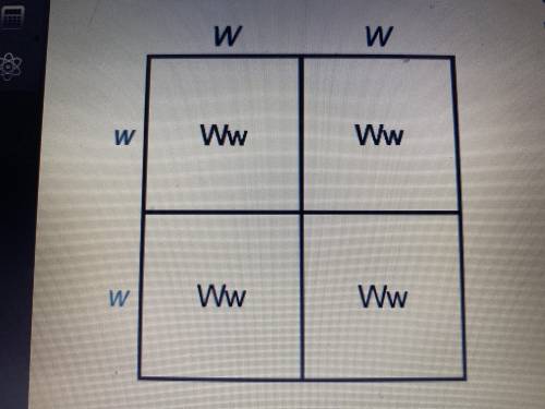 The Punnett square shows the possible genotype combinations of two parents who are homozygous for a