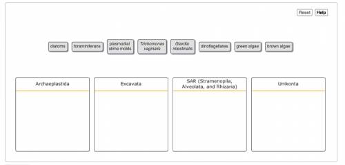 Can you identify the supergroups to which these protists belong? Sort these protists into the approp