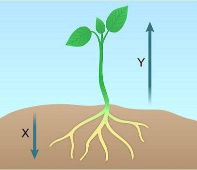 The diagram shows a bean plant growing in soil.  Which labels best complete the diagram? X: Positive