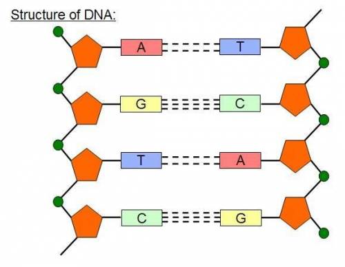 Would the DNA model provided most likely be representative of a bacteria, human, or fungus?  A)  Thi