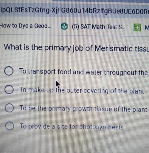 What is the primary job of Merismatic tissue?