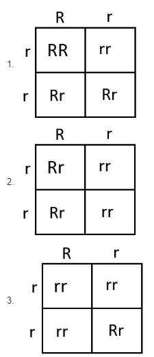 1. Which of the following Punnett Squares shows the correct offspring for a heterozygous mother and