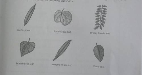 (a) (1) State similar characteristics between the sea teak leaf and the weeping willow leaf (11) Sta