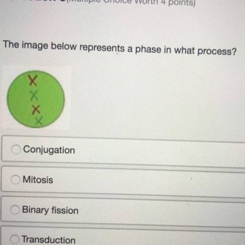 The image below represents a phase in what process? Conjugation Mitosis Binary fission Transduction