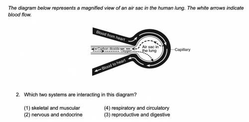 Which two systems are interacting in this diagram?  (1) skeletal and muscular (4) respiratory and ci