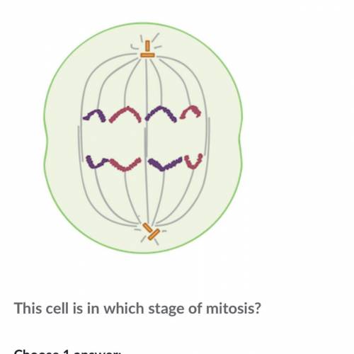 This cell is in which stage of mitosis ?
