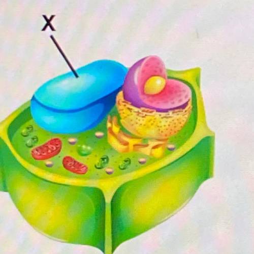 Examine the diagram of a cell.Which organelle is marked with an X? lysosome Golgi body chloroplast v