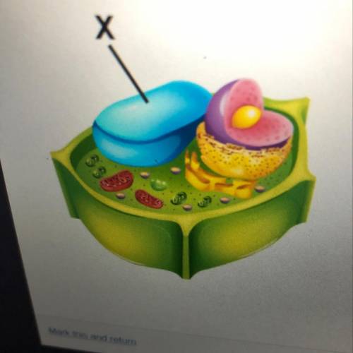 Examine the diagram of a cell. Which organelle is marked with an X? lysosome O Golgi body O chloropl
