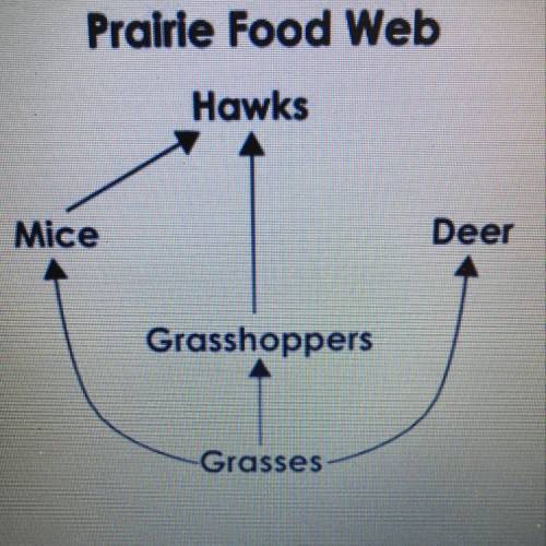 The Diagram shows part of a prairie food web. Which species in the food web would be subject to the