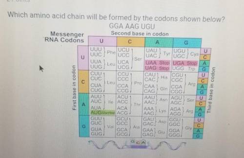 Which amino acid chainIl be formed by the codons shown below?GGA AAG UGUa. Gly Lys Cysb. Glu Lys Val