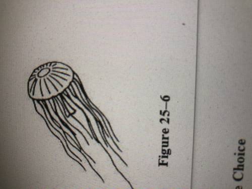 Look at the jellyfish in figure 25-6. How many planes of symmetry could you draw through this animal