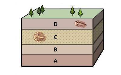 The information in the diagram BEST supports which hypothesis? A) The fossil in layer C is preserved