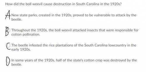How did the boll weevil cause destruction in South Carolina in the 1920s?