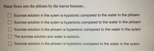 Water flows into the phloem by the leaves because... a) sucrose solution in the xylem is hypotonic c