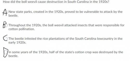 Will do How did the boll weevil cause destruction in South Carolina in the 1920s?