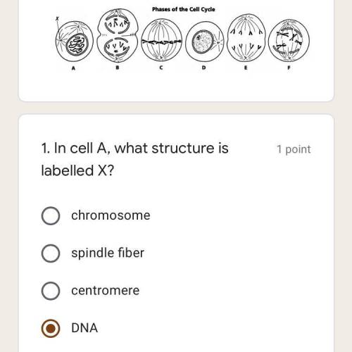 . In cell A, what structure is labelled X?