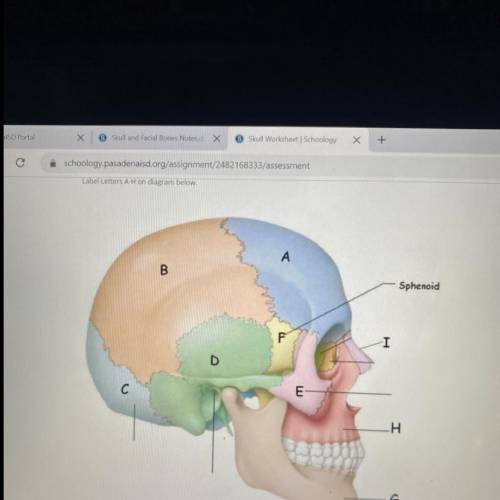 Labeling the skull help pls